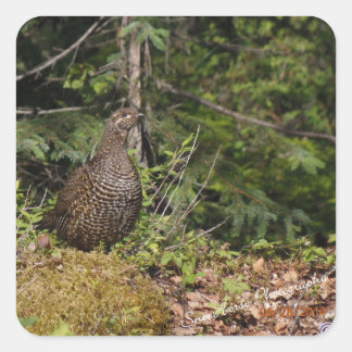 Grouse Hen Fyrkantigt Klistermärke