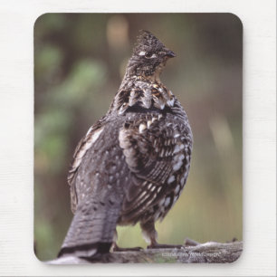 Grouse Musmatta