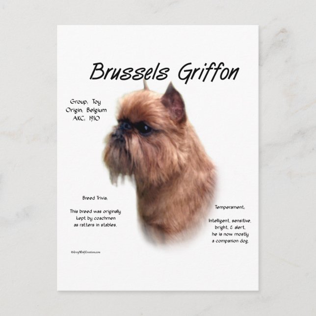 Grov Bryssels Griffon-historia Vykort (Framsida)
