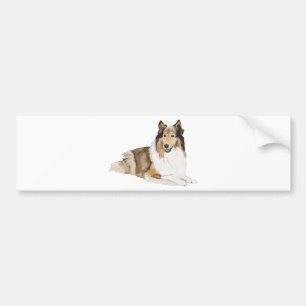 Grov Collie Bildekal