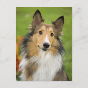 Grov Collie, hund, djur Vykort