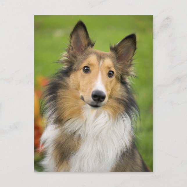 Grov Collie, hund, djur Vykort (Framsida)