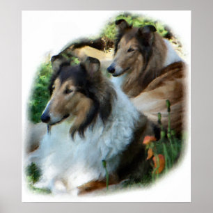 Grov Collie Konstgåva Poster