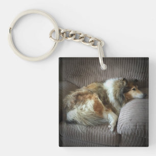 Grov collie på fåtöljen
