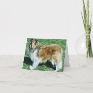 GROV SVART COLLIE KORT