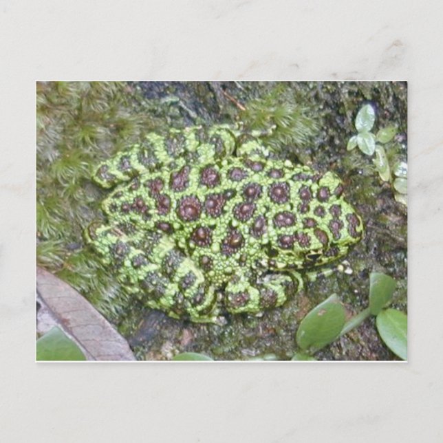 Grov/vykort Vykort (Framsida)