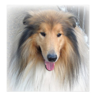 Grova Collie Porträtt Fototryck