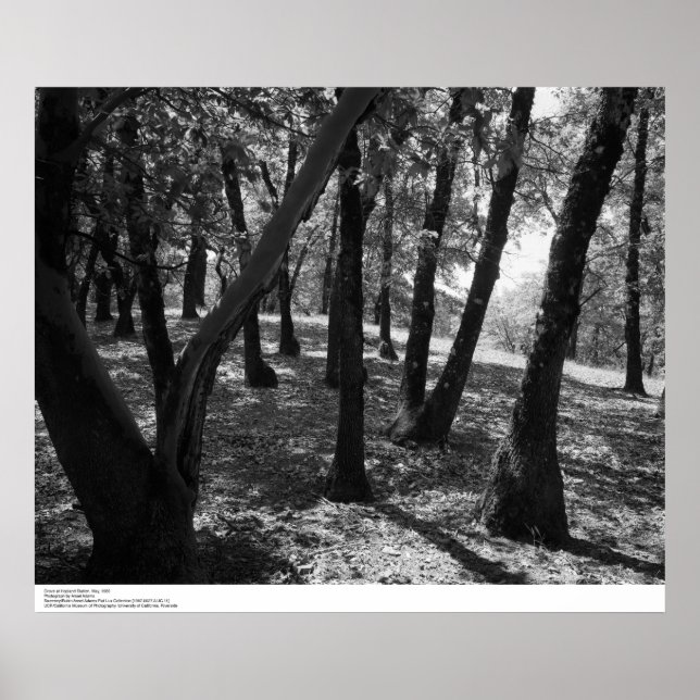 Grove at Hopland Station, 1966 Poster (Framsidan)