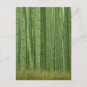 Grove Bamboo träd Vykort