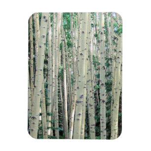 Grove Colorado Aspen Träd - Magnet