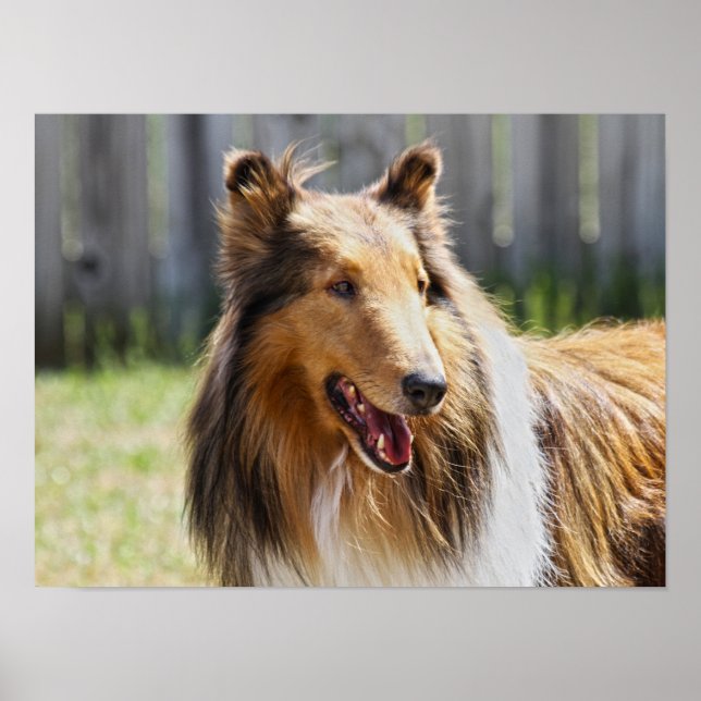 Grovhårig trefärgad colliehund poster (Framsidan)