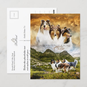 Grovt Collies Porträtt & Sheep Samlare + Offert - Vykort