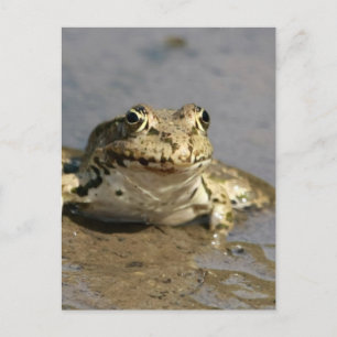 Grovt fotovykort vykort