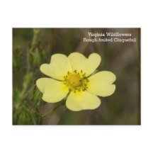 Grovt fruktig Cinquefoil VA Wildblomma Postcard