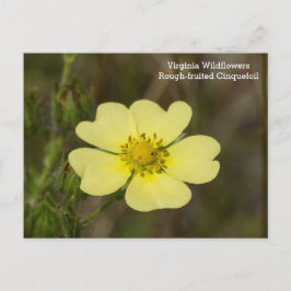 Grovt fruktig Cinquefoil VA Wildblomma Postcard Vykort
