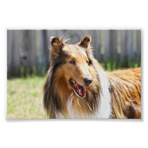 Grovt Jacka Hund Tricolor Collie Fototryck