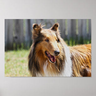 Grovt Jacka Hund Tricolor Collie Poster