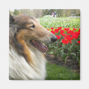 Grovt Sable Collie n Tulips Magnet