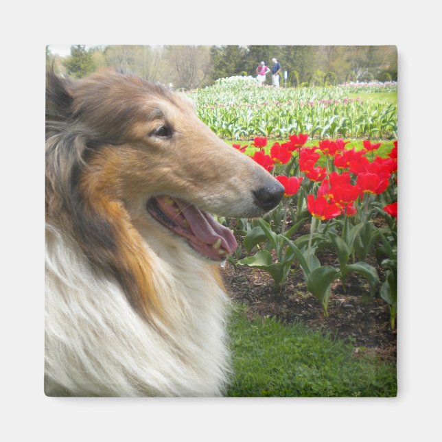 Grovt Sable Collie n Tulips Magnet (Framsidan)