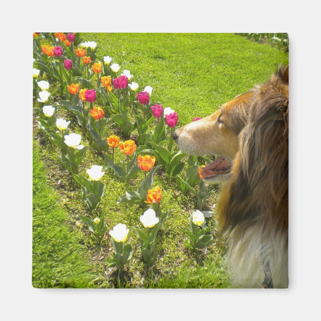 Grovt Sable Collie N Tulips Magnet (Framsidan)