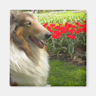 Grovt Sable Collie n Tulips Magnet