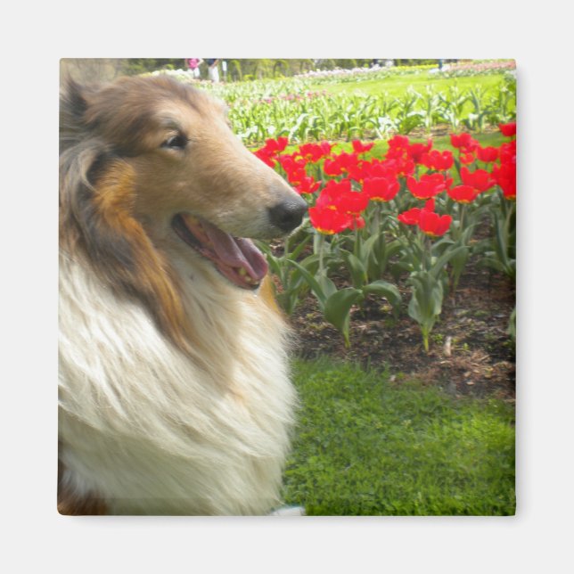 Grovt Sable Collie n Tulips Magnet (Framsidan)