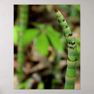 Growing Bamboo Poster