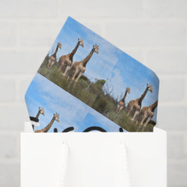 Growing Tall Safari Harmony