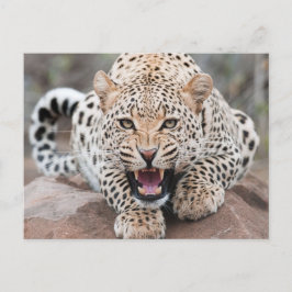 Growl Leopard Fierce Ansikte Vykort