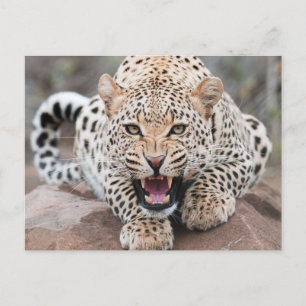 Growl Leopard Fierce Ansikte Vykort
