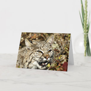 Growling Bobcat Kort