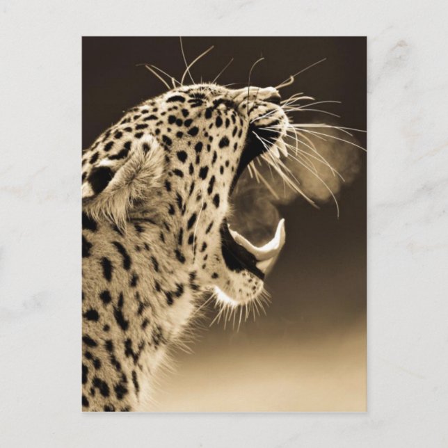 Growling Leopard Vykort (Framsida)