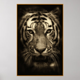 Growling Tiger Ansikte i Sepia Tones Poster