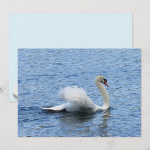 Grräckt platt Svan-foto-kort