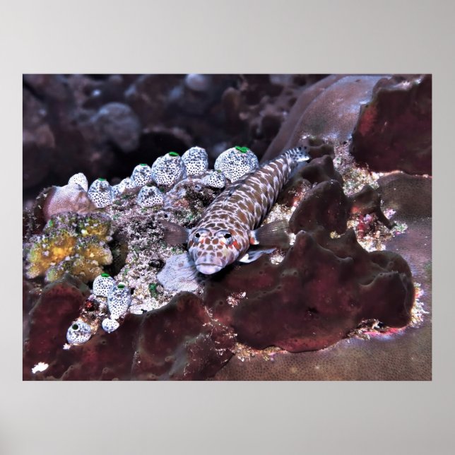 Grubfish Porträtt Poster (Framsidan)