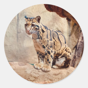 grumlig leopard bild natur runt klistermärke