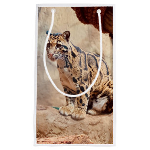 grumlig leopard bild natur vilda djur exotisk