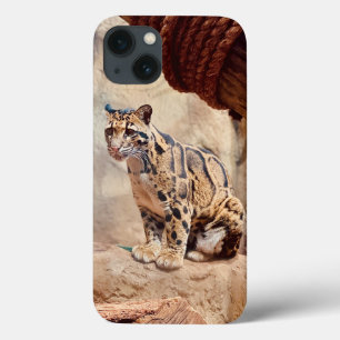 grumlig leopard bild natur vilda djur exotisk