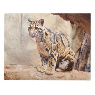 grumlig leopard bild natur vilda djur exotisk anteckningsblock