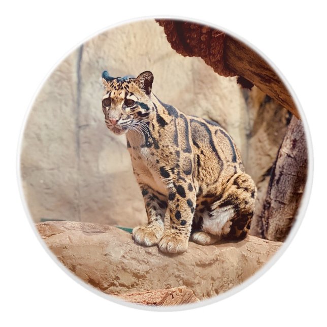 grumlig leopard bild natur vilda djur exotisk knopp (Framsidan)