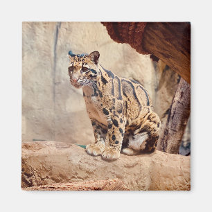 grumlig leopard bild natur vilda djur exotisk magnet