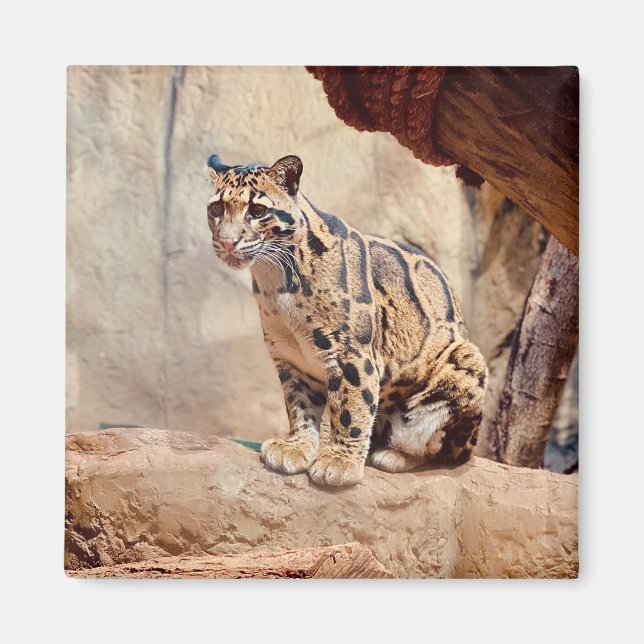 grumlig leopard bild natur vilda djur exotisk magnet (Framsidan)