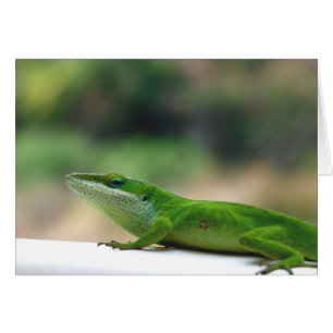 Grumpy Anole OBS Kort