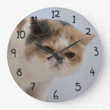 Grumpy ansiktekatt