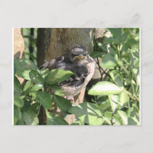 Grumpy Bird Postcard Vykort