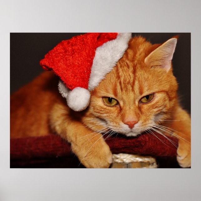 Grumpy Cat i en röd tomtehatt Poster (Framsidan)