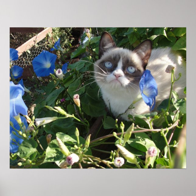Grumpy Cat på morgonen Glories 20 x 16 Poster (Framsidan)