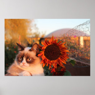 Grumpy Cat Solros Poster