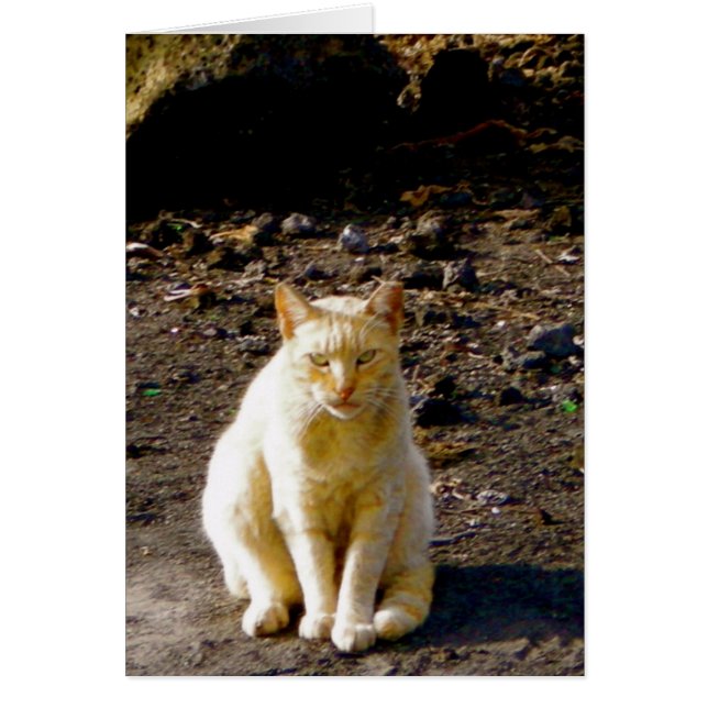 Grumpy Cat Stink Öga Hälsningskort (Framsidan)