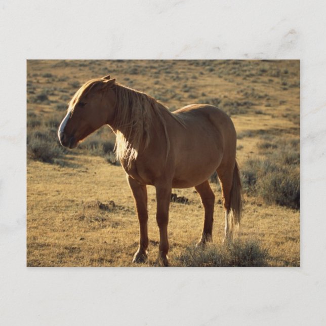 Grumpy Chestnut Vykort (Framsida)